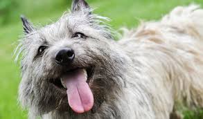 Image result for cairn teriér