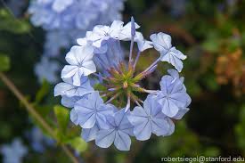 Image result for Plumbaginaceae