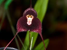 Amazing Rare Flowers Monkey Orchid Rare Flowers Orchid Seeds