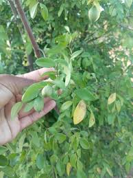 Image result for Alafia zambesiaca