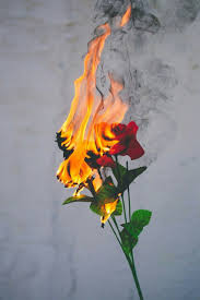 Roses On Fire Aesthetic Wallpapers Aesthetic Iphone Wallpaper Phone Wallpaper