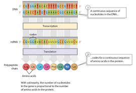 what is a gene colinearity and transcription units learn