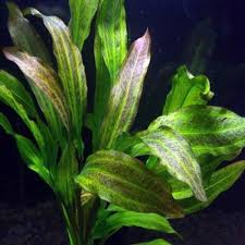 Image result for Nesaea pedroi