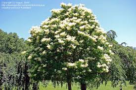 Syringa Ivory Silk Japanese Lilac Tree On A Very Sunny Early June Day At Brookside Gardens In Maryland Usa Japanese Lilac Tree Lilac Tree Japanese Tree