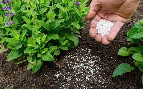 Which fertilizer is best for container gardening? Yes You Really Do Need To Fertilize Your Plants Better Homes Gardens