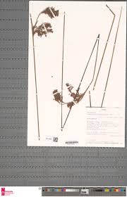 Image result for Fimbristylis complanata