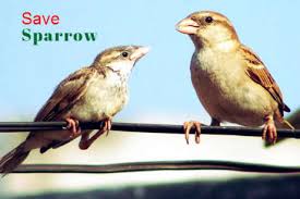 San andreas, grand theft auto: Save The Innocent Sparrow Birds Globalgiving