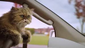 They worry when he goes to take his driver's test with. Cat Driving Gif Funny Gif
