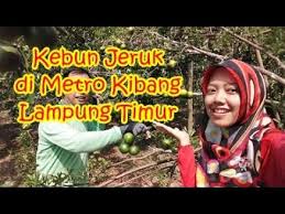 Promo tiket pesawat jakarta (cgk/hlp) ke batam (bth) yang ditawarkan juga bervariasi sesuai kebutuhanmu. Kebun Jeruk Di Metro Kibang Lampung Timur Youtube