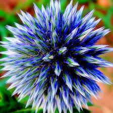 Can You Name Those Unusual Flowers Unusual Flowers Unique Flowers Beautiful Flowers