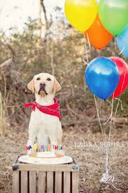 Fun Things To Do On Your Dog S Birthday Happy Birthday Nolan Laura Squire Photography Dog Birthday Dog Birthday Party Dog Photoshoot