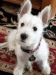 Check spelling or type a new query. Westie Rescue Of California Adoptable Westies
