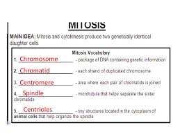 Energy is the capacity to perform work. Mitosis Meiosis Ppt Download