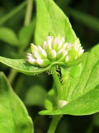 Image result for Persicaria nepalensis