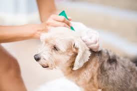 Safe Mosquito And Insect Repellent For Dogs