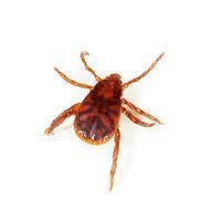 Brown Dog Ticks Control Extermination Removal Modern Pest