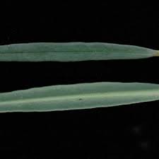 Image result for Talinum crispatulum