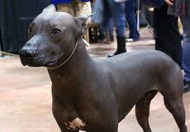 Top 23 dogs that don't shed. 57 Hypoallergenic Dogs For Sensitive Owners Full List