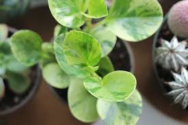 The lesions form on leaves anywhere on the plant. Peperomia Obtusifolia Variegata The Perfect Houseplant Suburbansill