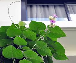 Image result for Argyreia nervosa