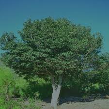 Image result for Rapanea