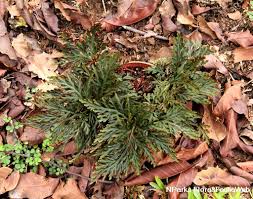 Image result for Selaginella molliceps
