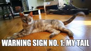 Cat memes are always in style. Cute Cat Memes Gifs Viral Memes
