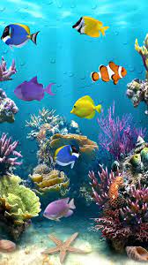 521 likes · 10 talking about this. Girly Fish Wallpapers Top Free Girly Fish Backgrounds Wallpaperaccess