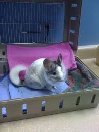 Because they are more active at night, they do not like to be disturbed during the day. Chinchilla King George Veterinary Hospital In Surrey Bc