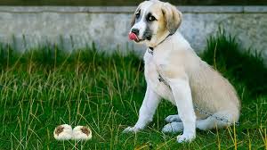 Many cats like to snack on bread, as strange as that may seem. Can Dogs Eat Garlic Or Garlic Bread Risks Reasons Petmoo