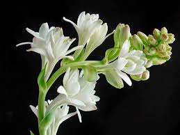 We did not find results for: 13 Best Flowers That Bloom At Night India Gardening
