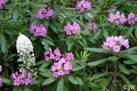 Image result for Rhipidoglossum microphyllum