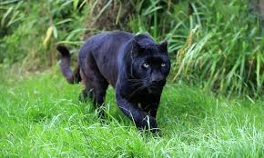 Hunt For Vegetarian Panther Closes Nature Reserve In Italy Black Panther National Animal Panther