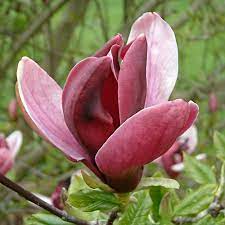 Southern Magnolia Tree Flower Magnolia Trees Tulip Magnolia Magnolia Soulangeana