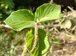 Image result for Acalypha caperonioides