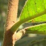 Image result for Ozoroa sphaerocarpa