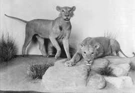 Historia tras los leones de tsavo: Mangiatori Di Uomini Dello Tsavo Wikipedia