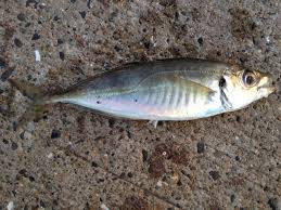 千葉のアジの釣り場 海の釣り場情報