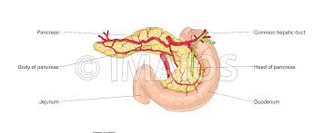 It lies almost horizontally across the posterior abdominal wall and occupies posterior part of epigastrium, umbilical and left hypochondriac regions (at the level of l1and l2). Abdomen And Digestive System Diagrams Normal Anatomy E Anatomy