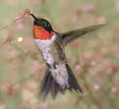 This opens in a new window. Ruby Throated Hummingbird Wikipedia