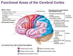 Functional Areas Of The Cerebral Cortex Cerebral Cortex Cerebral Cortex Function Visual Cortex