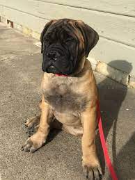 Bullmastiff Puppy At 13 Weeks Most Adorable Ever Bull Mastiff Massive Dogs Puppies