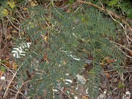 Image result for Leucaena leucocephala
