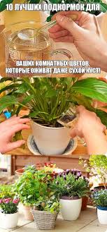 янтарная кислота для комнатных растений в таблетках как применять Ozhivyat Dazhe Suhie Kusty 10 Podkormok Dlya Komnatnyh Cvetov Indoor Flowers Home Vegetable Garden Herb Garden