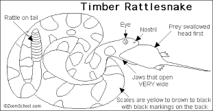 State of connecticut to the north, and long island in new york to the south. Rattlesnake Printout Enchantedlearning Com