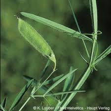 Image result for Lathyrus hirsutus