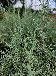 Image result for Cupressus arizonica