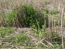 Miscanthus × giganteus has been studied across europe since 1983 under a multitude of national and eu programmes (jones and walsh, 2001a; Unkrautbekampfung In Chinaschilf Miscanthus X Giganteus Lfl