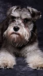 We have owned and bred miniature schnauzers for over fifteen years. Miniature Schnauzer Cute Dog Animal Iphone 8 Wallpapers Free Download