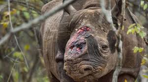 Die asiatischen nashornarten, die alle über eine vordere bezahnung verfügen, nutzen ihre meist kleinen. Nashorn Jagd Blutige Schlacht Ums Horn National Geographic